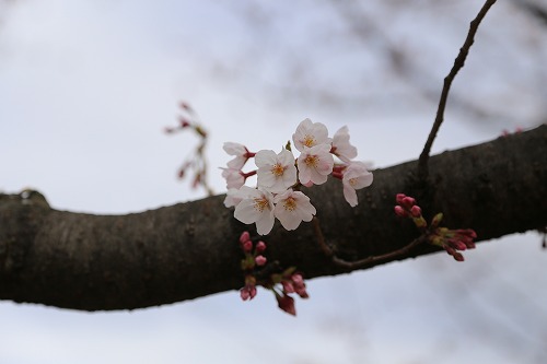 福岡城14
