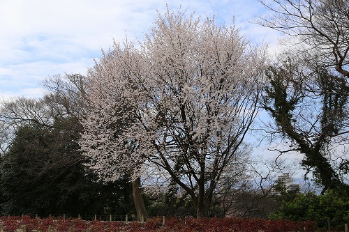 福岡城12