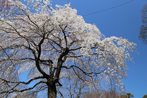 福岡城16