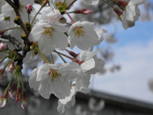 福岡城24