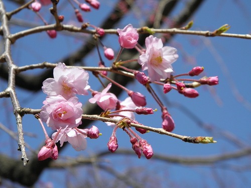 福岡城29
