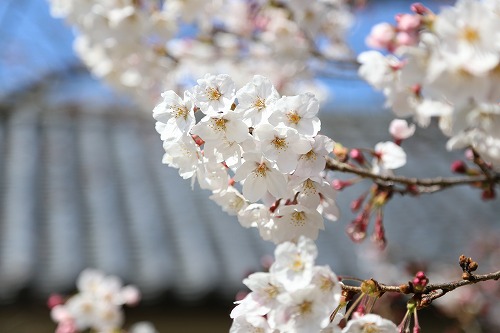 福岡城4