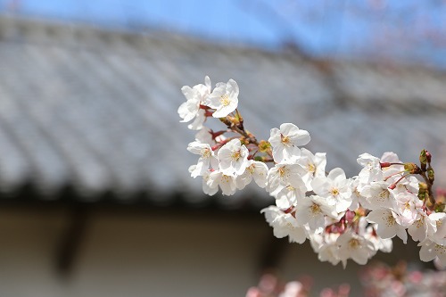福岡城5