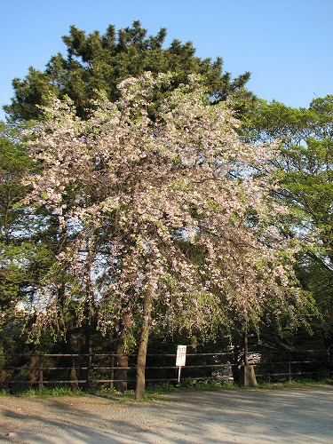 西公園9