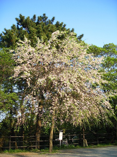 西公園10