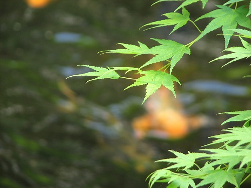 松風園8