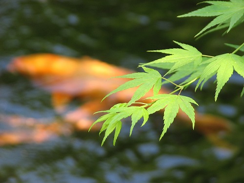 松風園9