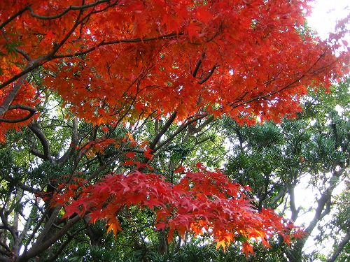 松風園16