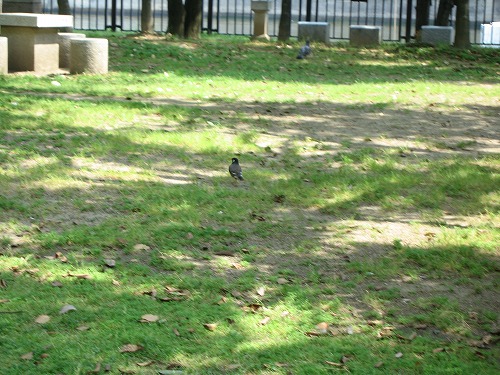 天神中央公園7