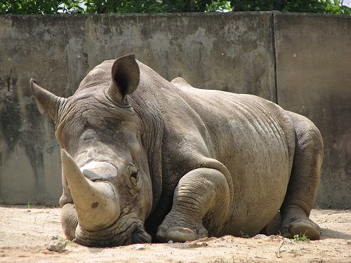 福岡動物園18
