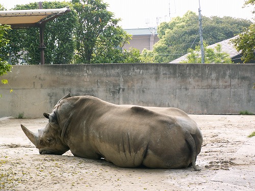 福岡動物園22