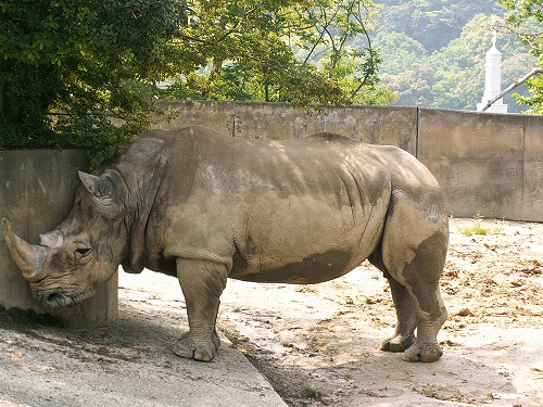福岡動物園20