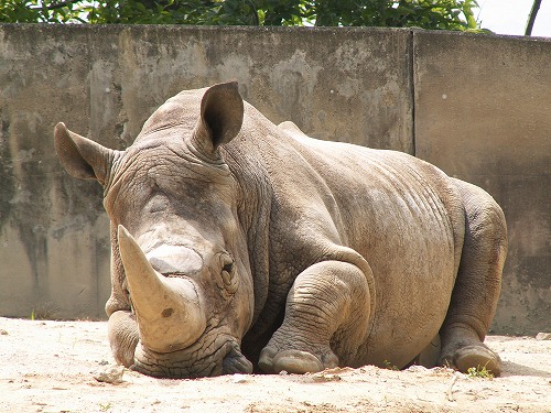 福岡動物園3