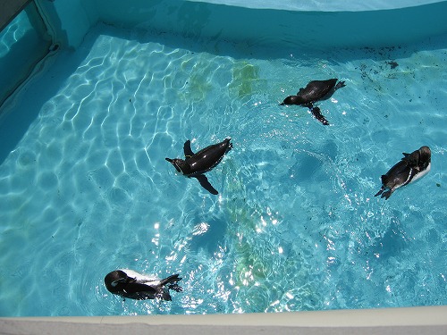 ペンギン1