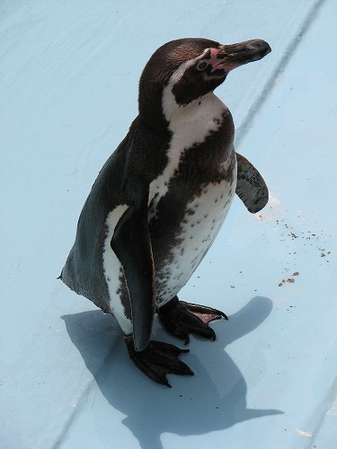 ペンギン8
