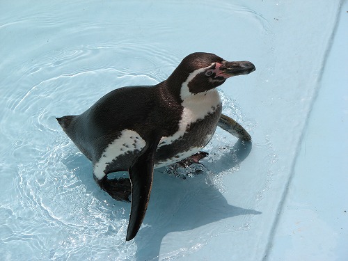 ペンギン3