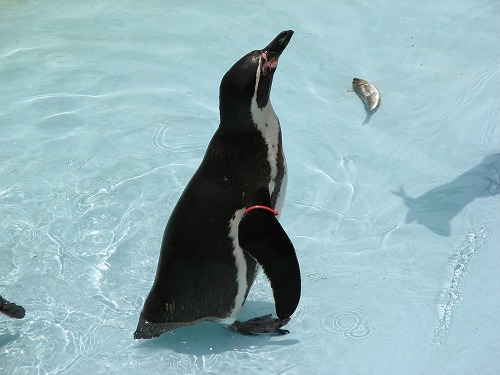 ペンギン4