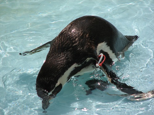 ペンギン5