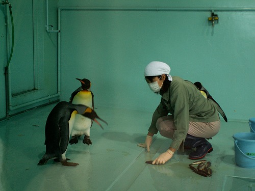 ペンギン30