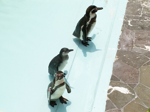 ペンギン14