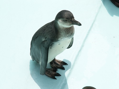 ペンギン15