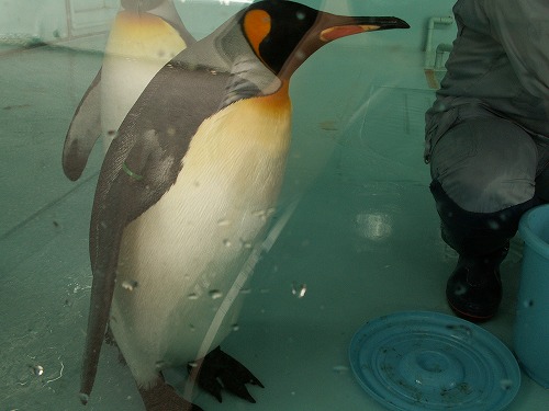 ペンギン13