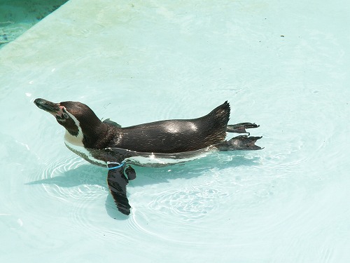 ペンギン16