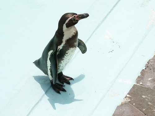 ペンギン18