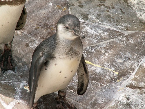 ペンギン25