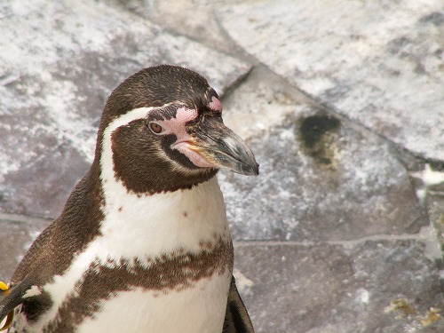 ペンギン27