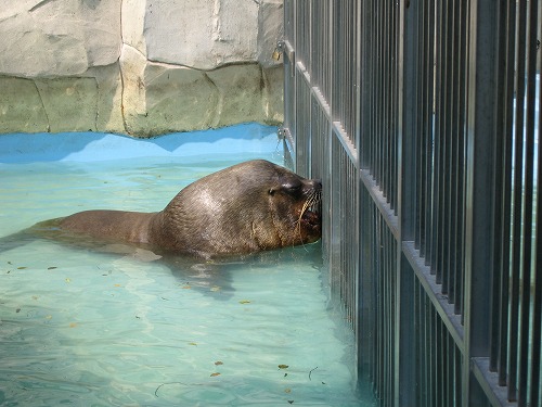 福岡市動物園5