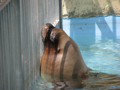 福岡市動物園8