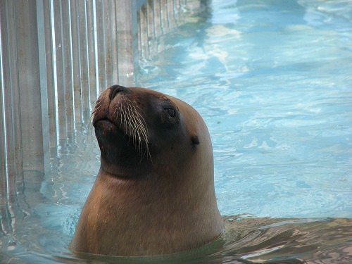 福岡市動物園10