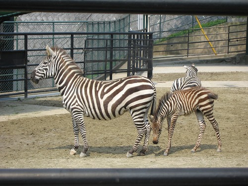 福岡市動物園1