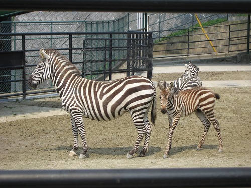 福岡市動物園2