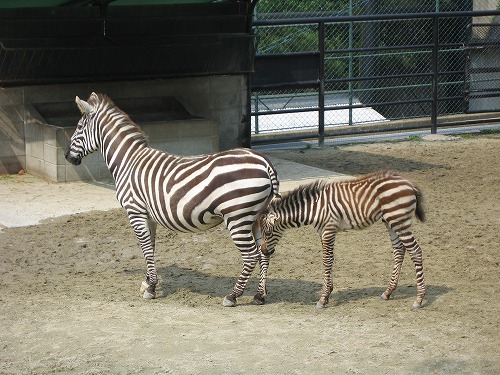 福岡市動物園3