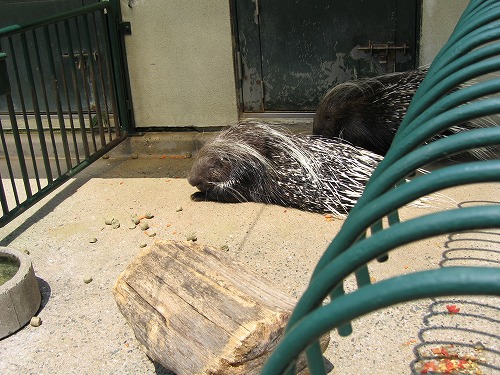 福岡市動物園17