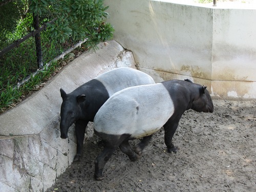 福岡市動物園13