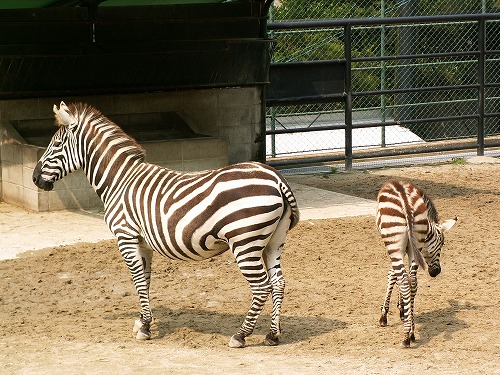 福岡市動物園18