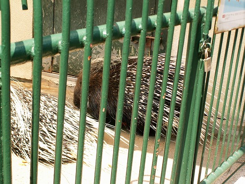 福岡市動物園16