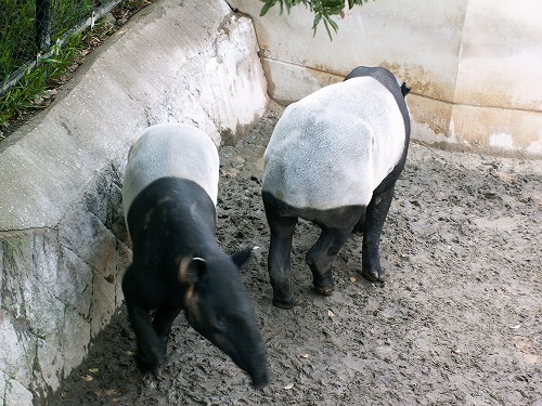 福岡市動物園12