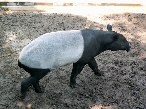 福岡市動物園10