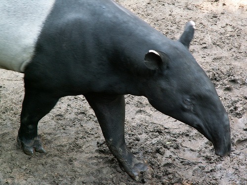 福岡市動物園11