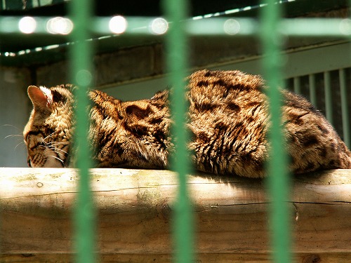 福岡市動物園7