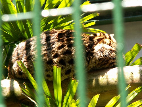 福岡市動物園8