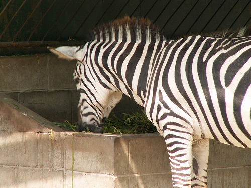 福岡市動物園5