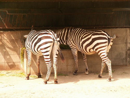 福岡市動物園6