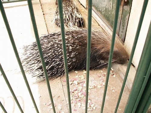 福岡市動物園15