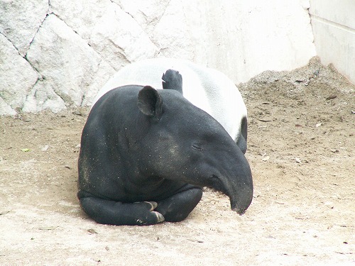 福岡市動物園14