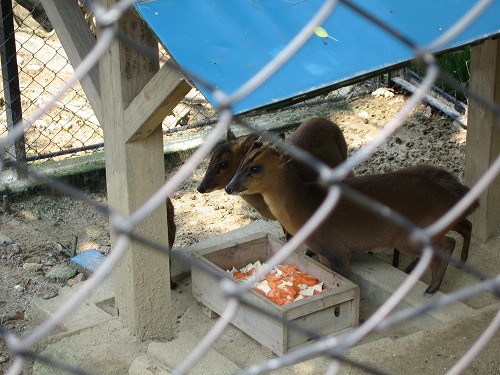 福岡市動物園21